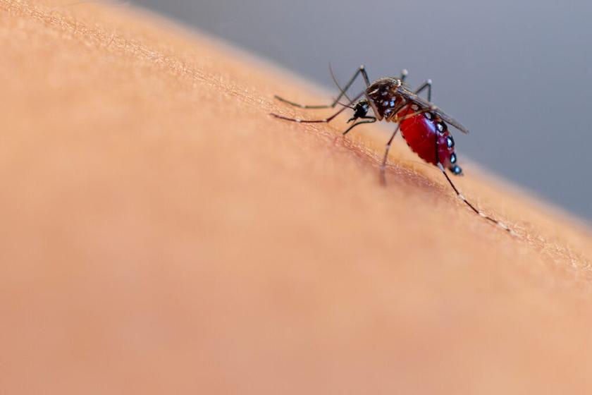 Mosquito season: How to control and prevent bites