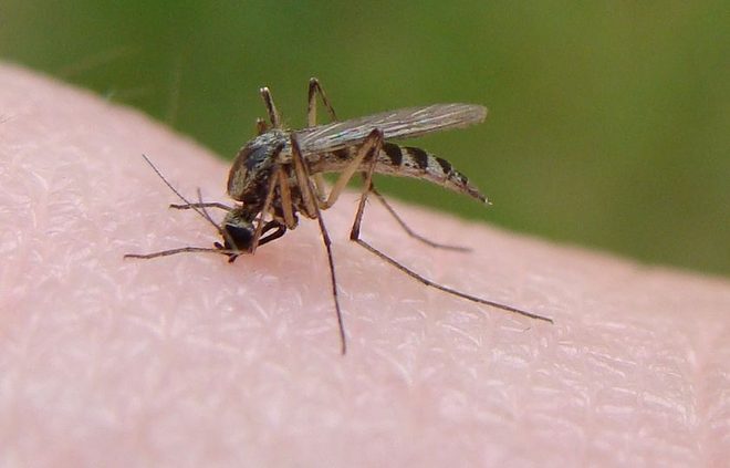 /images/newsimage/84338/660x423/Mosquito_bite_from_Flickr.jpg