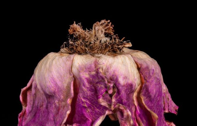/images/newsimage/85029/660x423/Rose_Couture_No.3_by_Patti_Gary.jpg