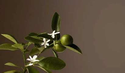 /images/ps/24362/410x240/homecourt-signature-candle-neroli-leaf-cl095b0191.jpg