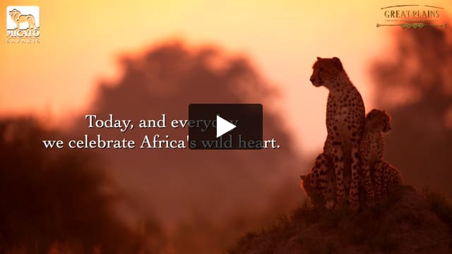 Fox Travel - Safari